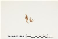 藏品(白髮苔屬)的圖片